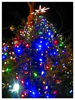 O TENNENBAUM! : Check out the towering Royal fir in Mission Plaza. It’s extra lovely at night!