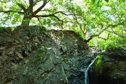 DO GO CHASING WATERFALLS: The serene 800-acre Reservoir Canyon Natural Reserve, which lies just northeast of the city of SLO, will see a set of improvements and new trails thanks to a conservation plan recently approved by the City Council. - FILE PHOTO BY STEVE E. MILLER