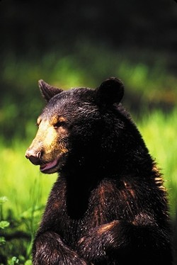 SAFE AND SOUND :  Local black bears are safe from hunting&mdash;for now. - FILE PHOTO