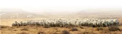 NO WOOL, NO HOOVES, NO PROBLEM: The California Valley CSD has taken measures to keep the sheep from straying into private property at the owners’ request, but many locals say that the signs don’t do enough. - PHOTO BY STEVE E. MILLER