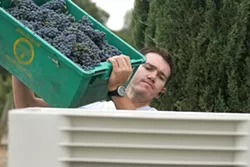GOOD TO GO : First Crush apprentice winemaker Chris Kuntz of Manteca empties fruit into a half-ton bin. - PHOTO COURTESY FIRST CRUSH
