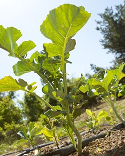 GINORMUS :  Broccoli on the small Kobayashi farm grows taller than trees&mdash;but only when the camera is on the ground. - PHOTO BY STEVE E. MILLER