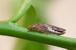 PACKING A PUNCH:  The glassy-winged sharpshooter is a vector for the bacterium that causes Pierce&rsquo;s disease, which can be harmful to vineyards. - PHOTO COURTESY OF CALIFORNIA DEPARTMENT OF FOOD AND AGRICULTURE