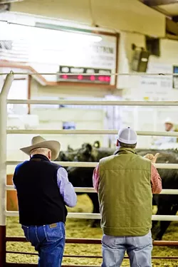 PLACING BIDS: Jason Glenn, an order buyer with B&G Cattle Company (right), gives a thumbs up to place a bid at the Templeton Livestock Market. - PHOTO BY HENRY BRUINGTON