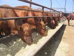 WHAT&rsquo;S THE BEEF? :  Executives at Harris Ranch Beef Company objected to Cal Poly&rsquo;s plans to allow sustainable food writer Michael Pollan to speak against corn-fed cattle production, without offering opposing views. - FILE PHOTO BY KATHY JOHNSTON