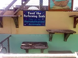 SMALL CAVEAT : A sign at the Morro Bay Aquarium encourages visitors to “Feed the Performing Seals. They’re all Rehabilitated Animals.” However, only one of the four seals was born outside of captivity. - PHOTO BY STEVE E. MILLER