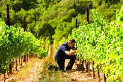 THE DAOU OF WINE: Winemaker Daniel Daou, founder of the PRCC, manages the vineyards on his family estate. - PHOTO COURTESY OF DAOU VINEYARDS
