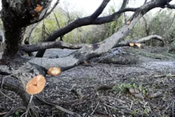 THE CULLING SLO: City Rangers “limbed up” Eddie Tolosko’s camp of 11 years, making it uninhabitable for him; one ranger says there’s another side to the story. - PHOTO BY STEVE E. MILLER