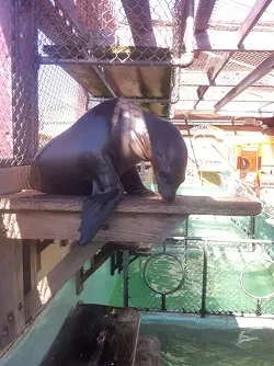 FATE UNSEALED : As lease negotiations continue between Morro Bay city officials and owners of the Morro Bay Aquarium, it remains unclear whether the animals kept there, which have had a historically low life expectancy, will be sent to a new home or provided with expanded facilities in the future. - FILE PHOTO BY STEVE E. MILLER