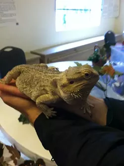 SPINY!: Chase—my date to the Turtle, Tortoise, and Reptile Show—holds a bearded dragon. - PHOTO BY ANNA WELTNER