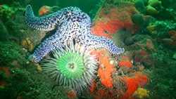 SEA STAR, SEA ANEMONE, SEA SPONGE: - PHOTO COURTESY OF TERRY LILLEY OF UNDERWATER2WEB.COM
