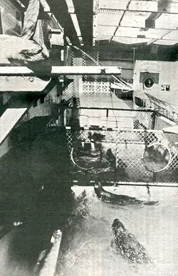 THEN AND NOW : Not much has changed since New Times last reported on the Morro Bay Aquarium in 1993. - PHOTO BY STEVE E. MILLER