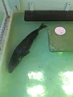 cover_MBAquarium_seal2_shallow.jpg