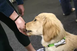 TREAT TIME! : Nantucket, a 4 1/2-month-old Golden Retriever belonging to Devon Combe and Clair Kingston, was eager to learn to sit … and get treats for it. - PHOTO BY GLEN STARKEY
