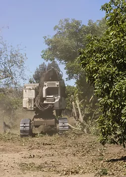 CUTTING BACK: A timber harvester cuts through mature avocado tree branches with ease. - PHOTO BY HENRY BRUINGTON