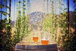 ROCK 'N' BREW: Toro Creek Brewing Company will pour its amber ale and saison brews as Los Lobos rocks on at the upcoming Beaverstock music festival, slated for Sept 13-14 in Templeton. - PHOTO BY DUMMIT PHOTOGRAPHY