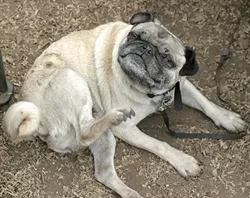 ITCHY AND SCRATCHY : Pugslie gets a good scratch in. - PHOTO BY GLEN STARKEY
