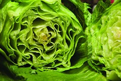 CRUNCH TIME :  A healthier type of iceberg lettuce developed in SLO County and field-tested in Santa Maria is now available to consumers and under the ownership of Monsanto. - PHOTO BY STEVE E. MILLER