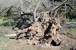 PESKY AND DESTRUCTIVE! : Burrowing ground squirrels managed to down and destroy a 35-foot pine tree and have undermined trails and other improvements at Laguna Lake Park. - PHOTO BY GLEN STARKEY