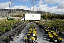 HOW DOES YOUR GARDEN GROW?: Growing Grounds is located at 956 Chorro St. For more information about Transitions Mental Health Association or to volunteer at the farm, call 541-5144 x115; for the supported employment program call 541-5144 x167. - STEVE E. MILLER