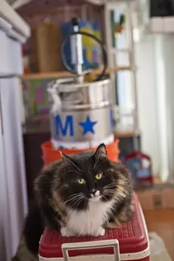 CAT ON A KEG: Cat Cat guards a keg of delicious pear cider from BevMo!. - PHOTO BY ASHLEY SCHWELLENBACH