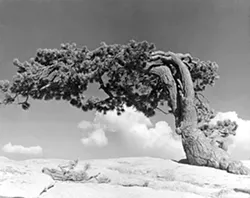IMAGE COURTESY ATASCADERO ART TOUR
