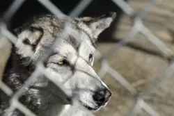 LUPINE QUESTION : Can you tell if this is a wolf, a dog, or some mix of the two? Hybrid-pet owners worry animal control officers won’t be able to determine the difference. - PHOTO BY STEVE E. MILLER