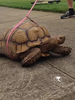 SLOW POKE: A leashed turtle pacing outside of the SLO Vet’s Hall was a surefire sign that we were in the right place. - PHOTO BY CHASE HALL