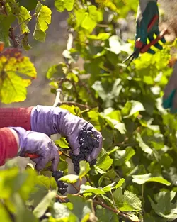 PICK OF THE YEAR: This year brought a smooth growing season and brief harvest to vineyards. - PHOTO BY STEVE E. MILLER