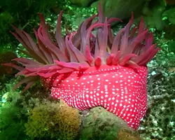 WHITE SPOTTED ROSE ANEMONE: - PHOTO COURTESY OF TERRY LILLEY OF UNDERWATER2WEB.COM