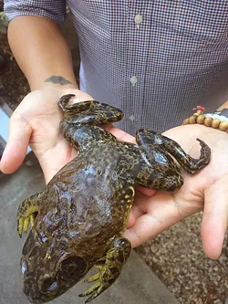 LEGS OUT TO HERE: Bullfrogs caught on the Johnson Ranch Open Space in San Luis Obispo will be served up at Fish & Sips this Sept. 20 at Wolff Vineyards. The annual fundraiser for the Central Coast Salmon Enhancement—serving up mostly invasive species—benefits the protection of local steelhead trout populations. - PHOTO BY HAYLEY THOMAS