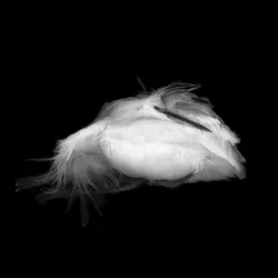 FALLEN BEAUTIES : Artist Wendy Denton will exhibit her series of unexpectedly lovely scans of found dead birds during the Paso Robles Festival of the Arts. - ARTWORK BY WENDY DENTON