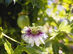 FROM SCARCITY TO BOUNTY: Tropical fruit such as this passion fruit thrive on gray water at the home of Cal Poly professor Pete Schwartz. - PHOTO BY KAORI FUNAHASHI