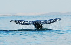FACING THE HARPOON :  Proposed rules for international whaling could threaten the continued survival of gray whales along the SLO County coast. - PHOTO BY LARRY WAN