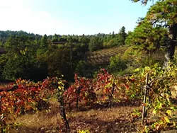 STRIKING GOLD: Located in the golden hills in the Sierra Foothills where gold was discovered, Boeger Winery has been growing and making wines in Placerville since 1972. - PHOTO BY DAN HARDESTY