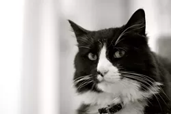MONSIEUR LE CHAT: Filmmaker Will Braden’s cat Henry, a.k.a. Henri Le Chat Noir (pictured), became an Internet star with his pensive, existential musings. Braden will host the West Coast leg of the Internet Cat Video Festival, which is currently on its second tour. - PHOTO COURTESY OF WILL BRADEN