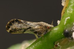 AN UNCIVIL PSYLLID:  The Asian citrus psyllid, a recent arrival to the Central Coast, can transmit Huanglongbing, or citrus greening disease, which damages citrus trees. - PHOTO COURTESY OF CALIFORNIA DEPARTMENT OF FOOD AND AGRICULTURE