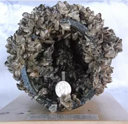 UNWANTED GUESTS : There’s no known way to get rid of quagga mussels, a subspecies of non-native zebra mussels, once they infest an ecosystem. SLO County supervisors really want to keep them out of local waters. - PHOTO COURTESY OF SLO COUNTY PUBLIC WORKS
