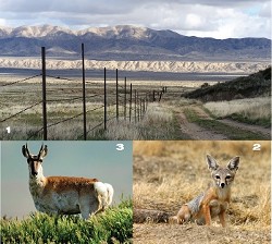 IN NEED OF FRIENDS :  (Clockwise from top): The Carizzo Plain National Monument features vast views, endangered kit foxes, and reintroduced pronghorn antelope. - PHOTOS BY FRIENDS OF CARRIZO PLAINS
