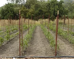 BEGINNINGS : Rows of tomatoes begin growing for fantastic heirloom tomato salads and other delicious menu items. - PHOTOS BY STEVE E. MILLER