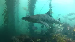 LEOPARD SHARK: - PHOTO BY ANDREW HARMER, TENERA ENVIRONMENTAL, COURTESY OF PACIFC GAS & ELECTRIC