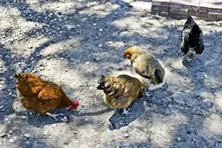 SHARING IS CARING: Jeff and Cathy share the produce from their organic garden with their chickens, who get fresh greens daily. - PHOTO BY GLEN STARKEY