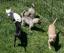 AND PUPPIES TOO!: Laton Animal Rescue & Care (559-905-4063) also set up shop by PETCO. - PHOTO BY GLEN STARKEY