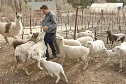 ALPACAS, DONKEYS, AND SHEEP—OH MY!: Tablas Creek winery has a very active biodynamic program for keeping their vineyard free of pesticides, which uses a variety of animals to clear the rows of weeds and fertilize naturally. Levi Glenn, the viticulturist, feeds some of the animals in the dry season when not a lot of groundcover is available for the animals. - PHOTO BY STEVE E. MILLER