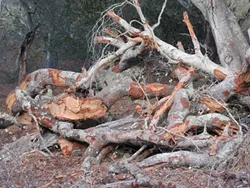 PARADISE LOST: Corbett Canyon resident Jacqui McChesney has been documenting what she considers to be destructive development on an adjacent property. - PHOTO COURTESY OF JACQUI MCCHESNEY