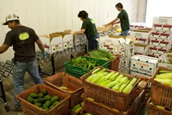 VEGGIE LINE : Drew Summerfield, Andrea Chavez, and Adam Stevens pack over 100 boxes of fresh produce from Talley Farm which will be delivered latter in the day. - PHOTO BY STEVE E. MILLER