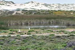 FULL OF LIFE : The wetlands at Guadalupe dunes are due for expansion as part of an ecological restoration project, providing more homes for rare animals and plants. - PHOTO BY CHRISTOPHER GARDNER