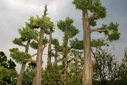 SIZE MATTERS: Bonsais are typically kept very small, but with careful training they can have all the same proportions of a full-grown tree - as shown in this close up of a miniature juniper grove. - CHRISTOPHER GARDNER