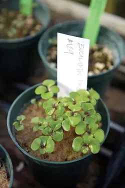 SMALL BEGINNINGS : The greenhouse of Cal Polys bio department houses a massive cross-section of flowering plants, including the smallest on earth and the largest (eucalyptus). With luck, these tiny saplings could grow in excess of 200 feet. - PHOTO BY JESSE ACOSTA