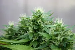 A GROWING TREND : Atascadero will become the first city in SLO County to draft an ordinance regulating safe and legal distribution of medical marijuana to seriously ill patients, pursuant to the California Compassionate Use Act of 1996. - FILE PHOTO